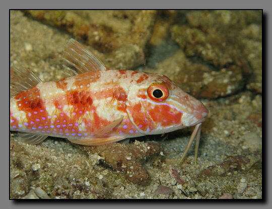 goatfish face